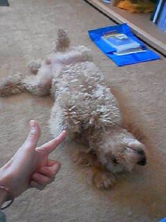 バンでしんだふり