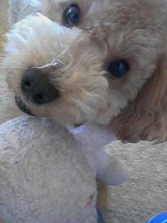 さくらどアップ