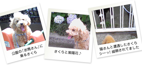 さくら日記フォト01