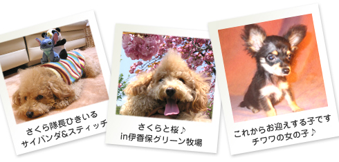 さくらおまけとチワワちゃん♪