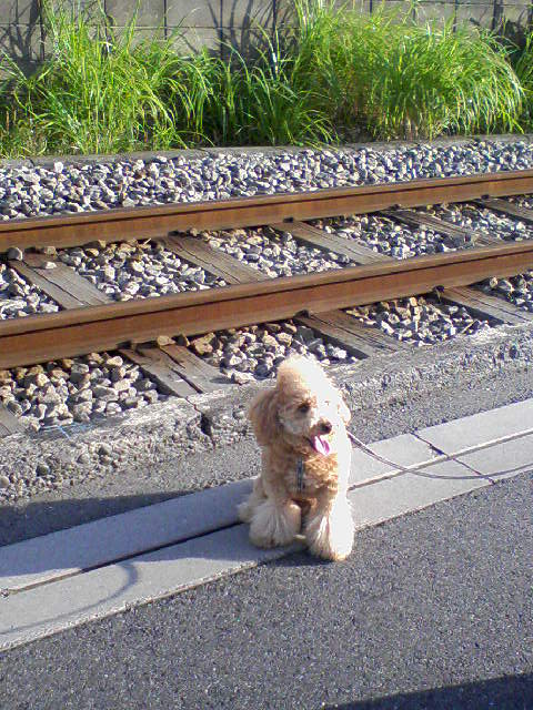 さくらと江ノ電線路