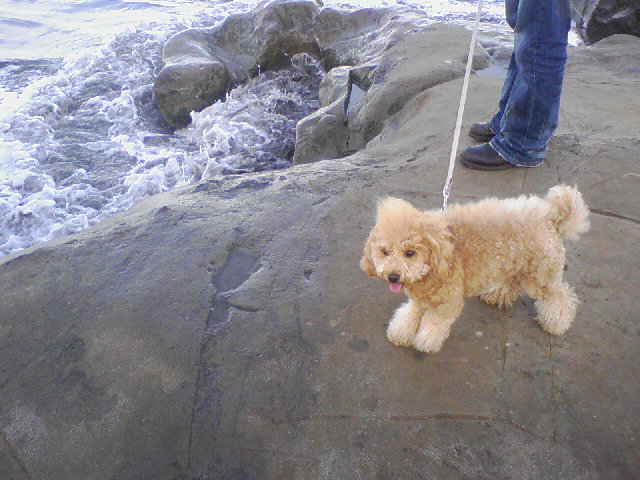 さくらと江ノ島の海１