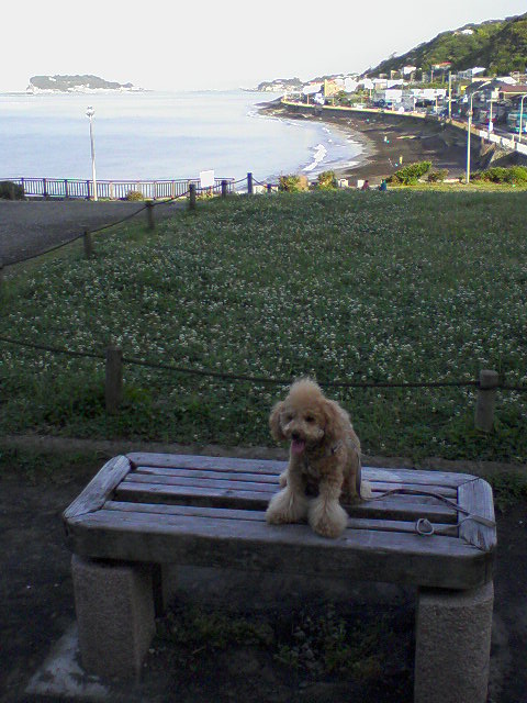 さくらと江ノ島の海２