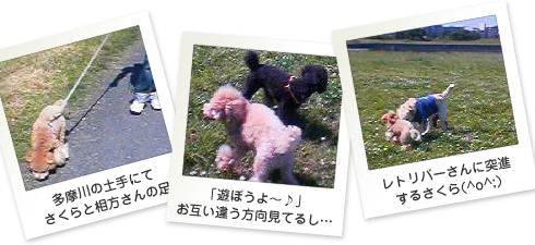 さくら日記フォト03