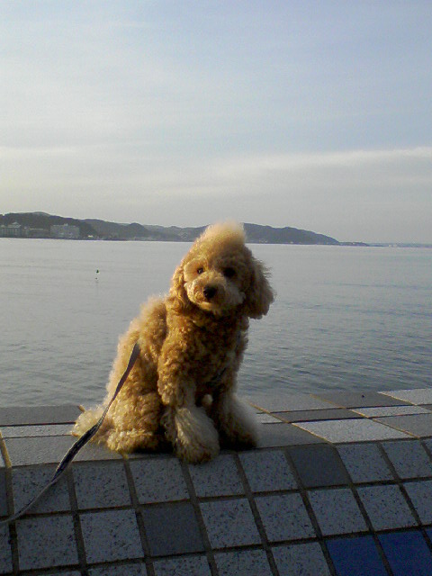 さくらと江ノ島の海３