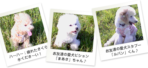 さくら日記フォト04