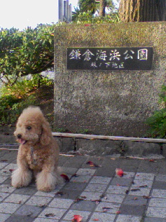 鎌倉海浜公園inさくら