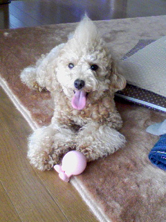 さくらお気に入りのおもちゃ