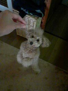 ちょうだいちょうだい