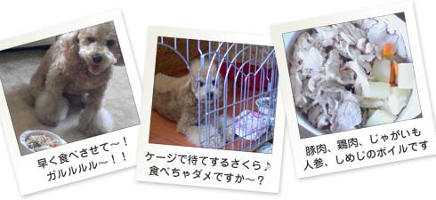 さくら日記フォト06