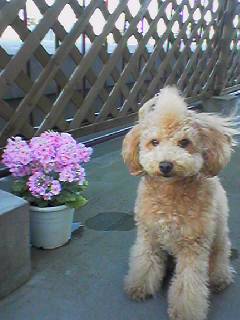 サクラソウとさくら