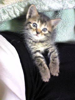 姉の猫ちゃん「チビ」