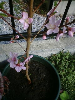 桃の花