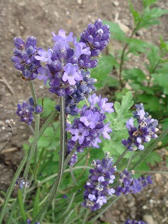 庭のラベンダー　2009.6