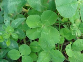 四つ葉　その１