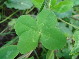 四つ葉　その２