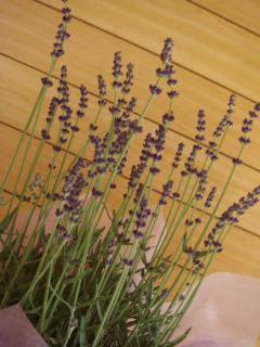 おかあさんありがとうラベンダー　２