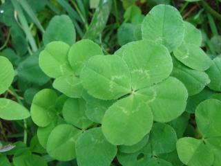 四つ葉　その３