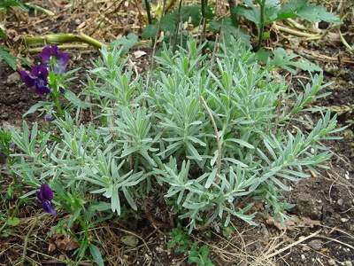 おかあさんありがとうラベンダー　３