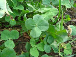 四つ葉　その５