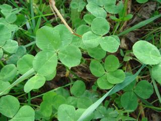 四つ葉　その６＆その７
