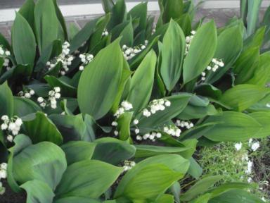 すずらん　2008.6.14