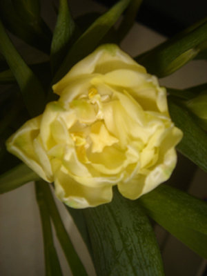 tulip