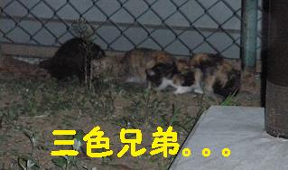 ３匹子猫