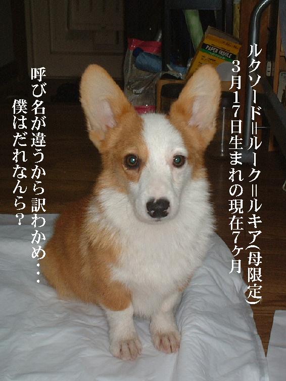 rukia