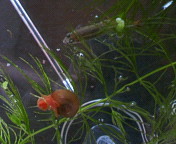 レッドスネール（チャゲくんと、見えないけどもう１匹はアスカくん）