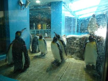 ペンギン水族館１