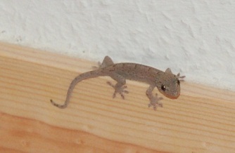 DSC_1657.JPG