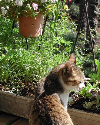 見返りヘディ猫