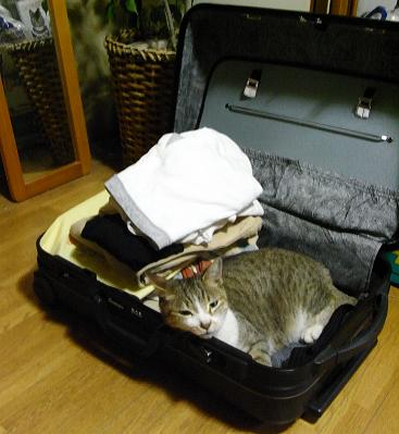 密航する気なのか ヘディ猫 スーツケース 猫のおきて 楽天ブログ