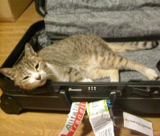 帰国しました ヘディ猫 スーツケース 猫のおきて 楽天ブログ