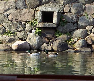 城の石垣の忍び猫