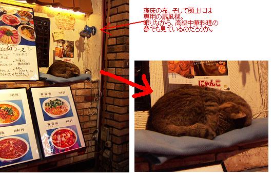 鳳城酒家の猫