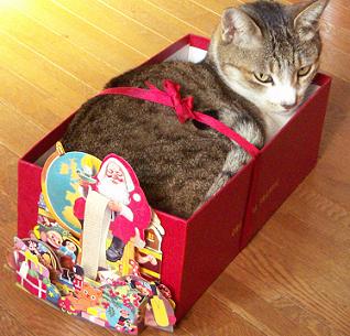 クリスマスパッケージ入りヘディ猫