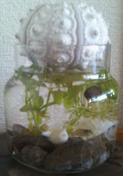 ボトルアクアリウム 始めました 忘れた頃にやってくる株主優待 忘れてませんか総会おみやげ 楽天ブログ