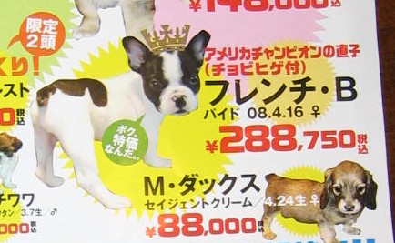 特価の犬