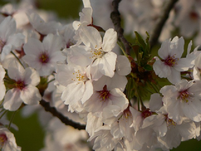 桜2