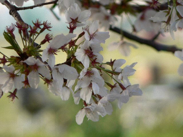 桜