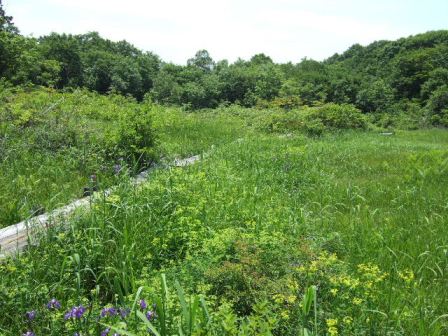 2008_0705玉原湿原2.JPG
