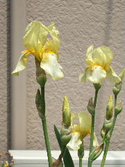 ｼﾞｬｰﾏﾝｱｲﾘｽ