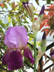 ｼﾞｬｰﾏﾝｱｲﾘｽ