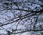 桜2.jpg