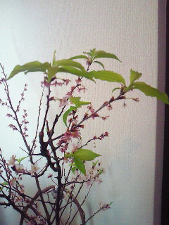 葉桜