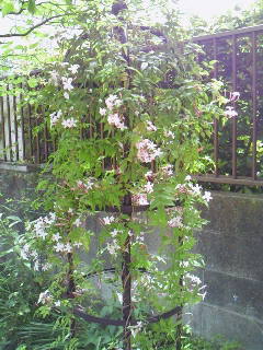 花　８