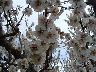 画像2007.2.16 039.jpg