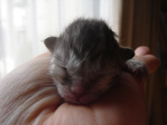 Kitten1.JPG
